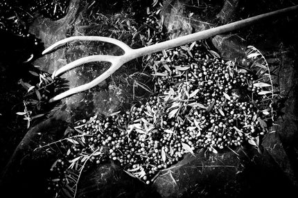 La unión entre generaciones en la elaboración del AOVE