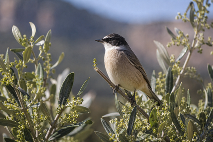 Cómo la recolección manual preserva la biodiversidad y la calidad de nuestro AOVE
