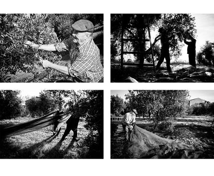 Cosechando olivas arbequinas en la Finca de Riudoms