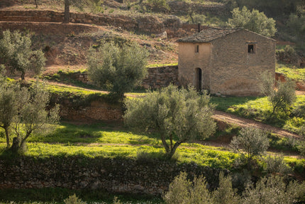 ¿Qué es el Terruño (Terroir) y cómo transforma el sabor de nuestro AOVE? 🌿