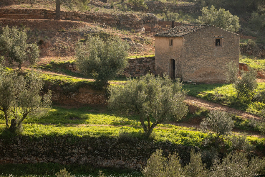 ¿Qué es el Terruño (Terroir) y cómo transforma el sabor de nuestro AOVE? 🌿