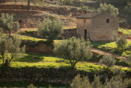 Qué es el terroir y cómo transforma el sabor del aceite de oliva: el caso del Priorat