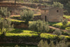 Qué es el terroir y cómo transforma el sabor del aceite de oliva: el caso del Priorat