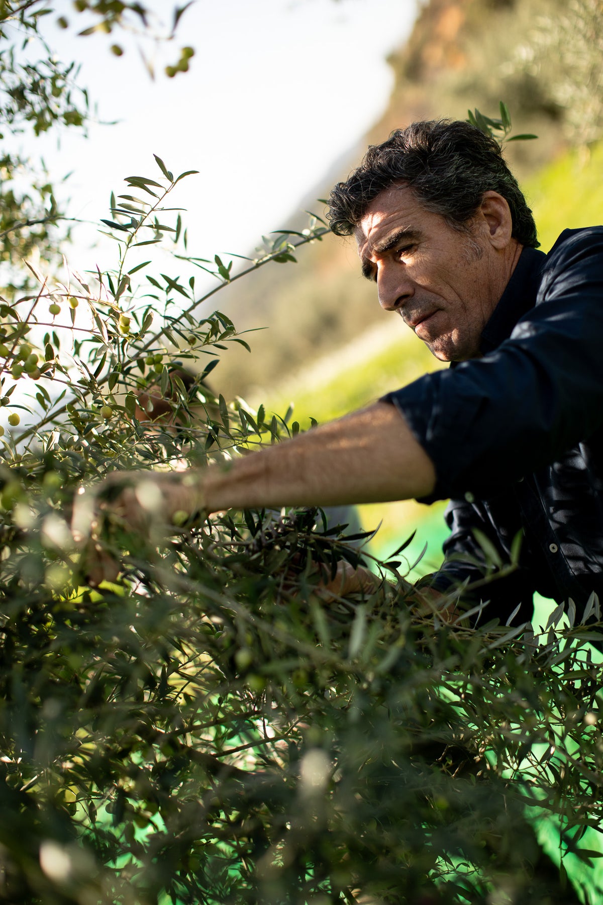 José Seuma recogiendo aceitunas a mano en Finca Hostalets