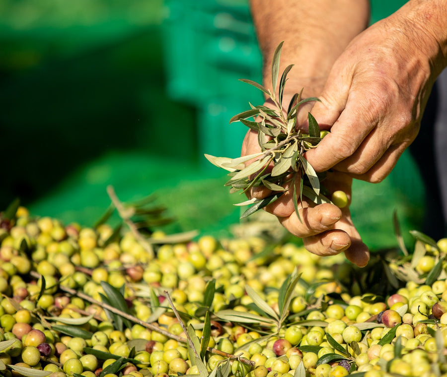 Manos de José Seuma con aceitunas recién recogidas